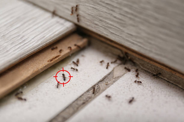 Pest Prevention Services in Missouri City, TX