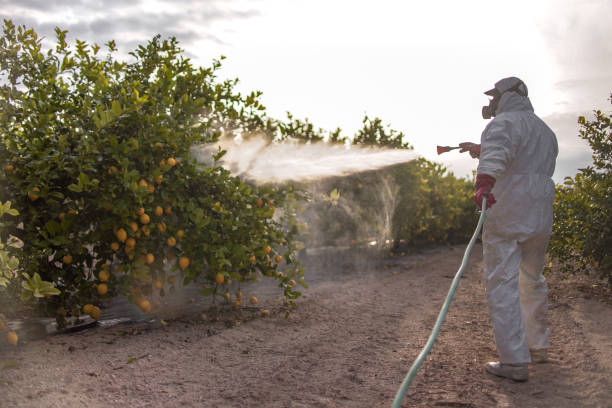 Best Affordable Pest Control Services  in Missouri City, TX