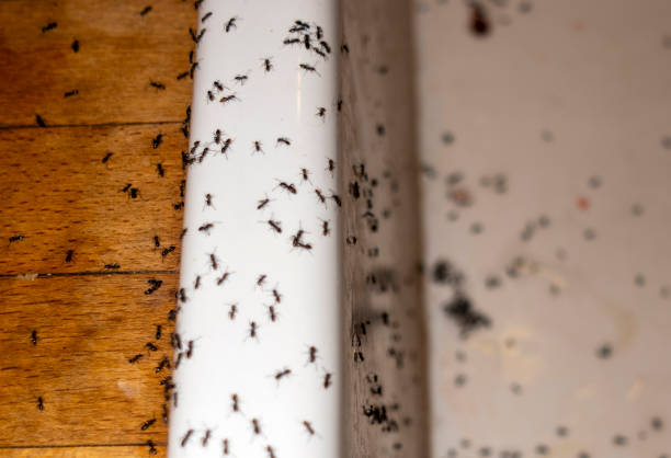 Best Pest Inspection Near Me  in Missouri City, TX